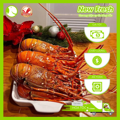 [GIAO NHANH HCM] Tôm Hùm Bông Đông Lạnh - 1 Con 500Gr