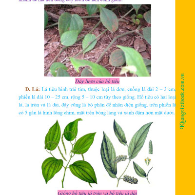 Bí Quyết Thành Công Kĩ Thuật Trồng Tiêu Hiệu Quả - KV