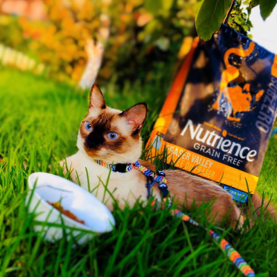 Thức Ăn Hạt Cho Mèo Nutrience Subzero Bao 500g & 2.27kg Vị Gà Tây Và 6 Loại Cá Biển Trái Cây Rau Củ Quả