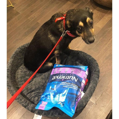 Nutrience Original Thức Ăn Cho Chó Có Kích Thước Trung Bình, Lớn - Thịt Cừu, Rau Củ & Trái Cây Tự Nhiên