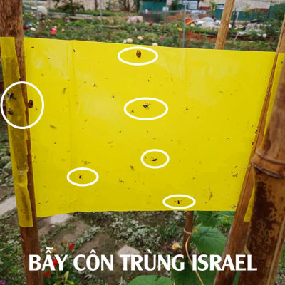 25 Miếng Bẫy Ruồi Vàng, Bẫy Côn Trùng gây hại rau sạch và cây ăn trái tại nhà nhập khẩu Israel Sticky Yellow Roll 
