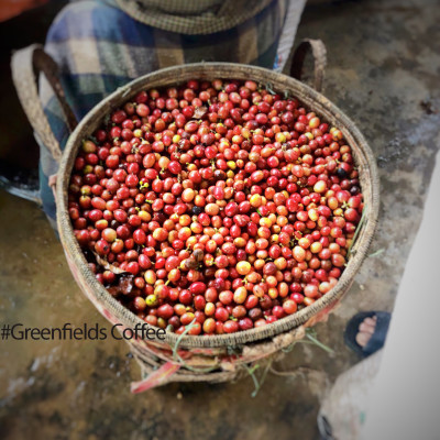 Arabica A Lưới chế biến ướt mùa vụ mới 2024-2025 Greenfields Coffee 250g