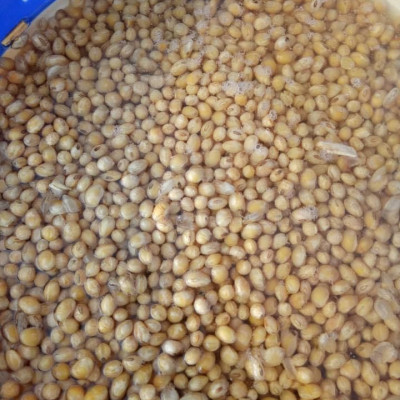 BỘT MẦM ĐẬU NÀNH NGUYÊN CHẤT MẸ KEN 1ký - nở nang săn chắc vòng 1, giảm nám sạm da