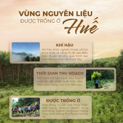 Tinh dầu Tràm Huế thương hiệu Làng Hạ 30ml (Cajeput oil): Sản phẩm đặc trưng truyền thống của Huế, giúp giải cảm, giảm nghẹt mũi, lọc không khí, đuổi muỗi - Hàng Chính Hãng