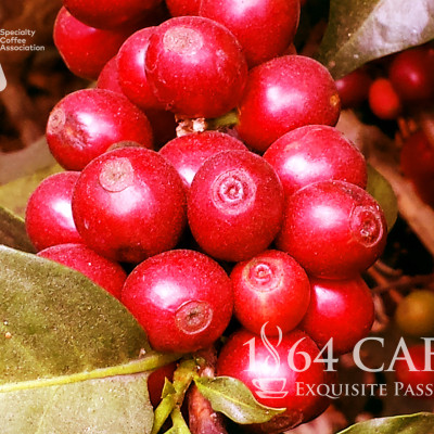 Cà phê hảo hạng (Specialty Coffee) 1864 CAFÉ Guatemala Puerta Verde nguyên hạt 220g