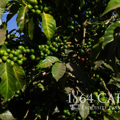 Cà phê hảo hạng (Specialty Coffee) 1864 CAFÉ Guatemala Puerta Verde nguyên hạt 220g