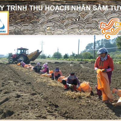 Nước Hồng Sâm Hàn Quốc 6 Năm Tuổi - MYEONG KI SAM - Hàng Nội Địa Nhập Khẩu Chính Hãng - Hàm Lượng Hồng Sâm 9,9% - Hộp 30 Gói x 70ml
