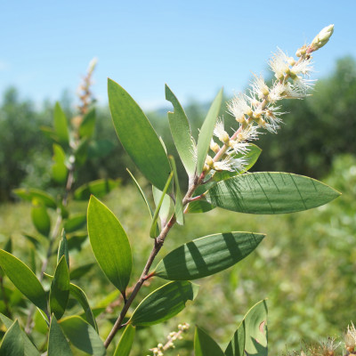 Tinh dầu Tràm Huế thương hiệu Làng Hạ 30ml (Cajeput oil): Sản phẩm đặc trưng truyền thống của Huế, giúp giải cảm, giảm nghẹt mũi, lọc không khí, đuổi muỗi - Hàng Chính Hãng