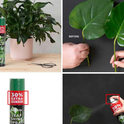 Xịt Bóng Lá hoa lan nhập khẩu Úc (chai lớn 840ml) hiệu Floral Leafshine giúp bóng lá, cứng cáp lá và ngăn xỉn màu lá