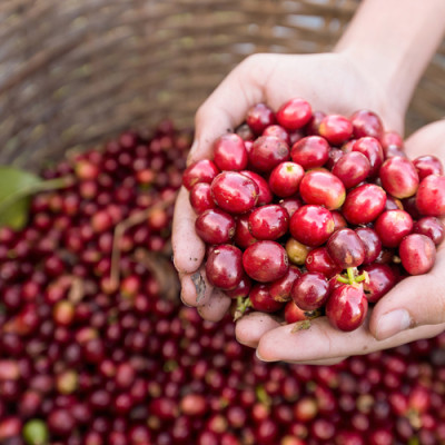 Cà Phê Hạt Nguyên Chất 100% Espresso Hemera Coffee (250g)