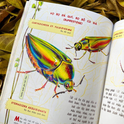 Sách - Bộ Sinh vật học kỳ thú - Những cư dân tí hon của rừng Việt Nam (02 cuốn lẻ)