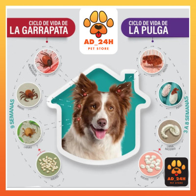 Bravecto diệt ghẻ, ve rận, bọ chét (chó 40 - 56kg)