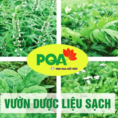 PQA Xuyên Khung Tế Tân là dược phẩm thảo dược giúp tăng lưu thông khí huyết cho người bị đau đầu, nhức mỏi cơ bắp.