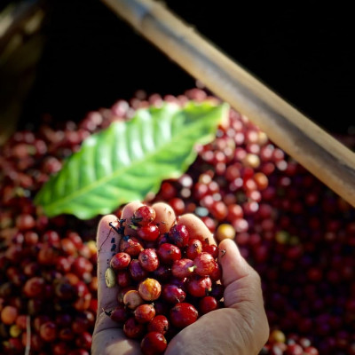 AZZAN FINE ROBUSTA 250g - Cà phê đặc sản, hạt rang hương vị đậm đà, thơm ngon tròn vị