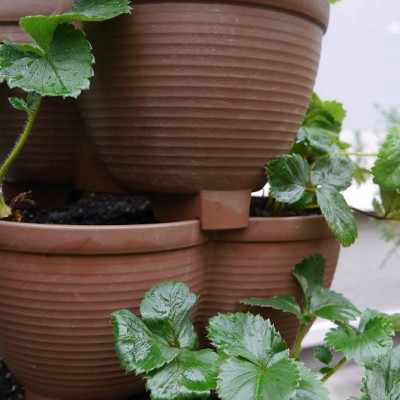 Bộ dụng cụ làm vườn Yamada mini - Nhập khẩu trực tiếp từ Nhật Bản