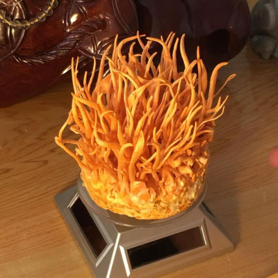 Đông Trùng Hạ Thảo Khô TAKICHI (25 gram)