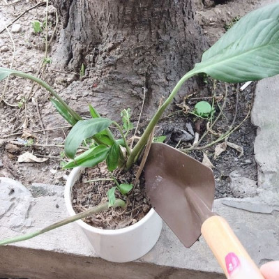 Combo xẻng làm vườn cán gỗ Echo Metal 8.5 X 28cm + cây cào đất 3 chân - made in Japan