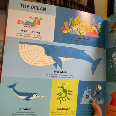 Sách - My First Book of Everything (Illustrated by Ben Newman) | Children English Book