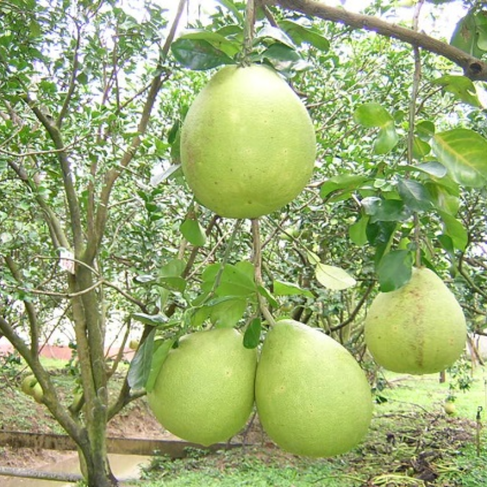 Tìm Hiểu Bưởi Năm Roi Đặc Sản Vĩnh Long