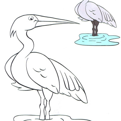 Tô Màu Thật Thú Vị - Các Loài Chim