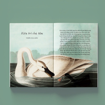 (In màu) SẢI CÁNH NHƯ NHỮNG CHÚ CHIM – Alison Davies – Trang Rose dịch – NXB Kim Đồng