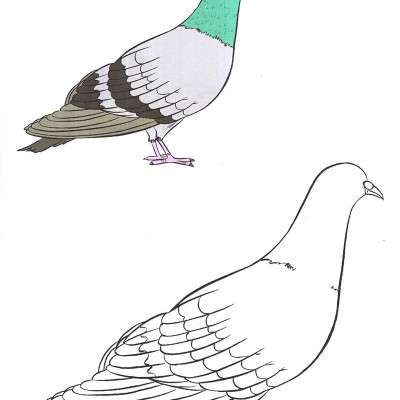 Tô Màu Thật Thú Vị - Các Loài Chim