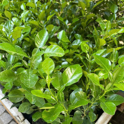 Combo 10 Cây Giống Chúc (Chanh Thái) – Cao Khoảng 20cm – Cây Gia Vị Trồng Vườn hoặc Chậu