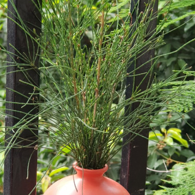 Combo 3  Bình Cắm Hoa Mini Trơn Gốm Sứ Bát Tràng (màu ngẫu nhiên)