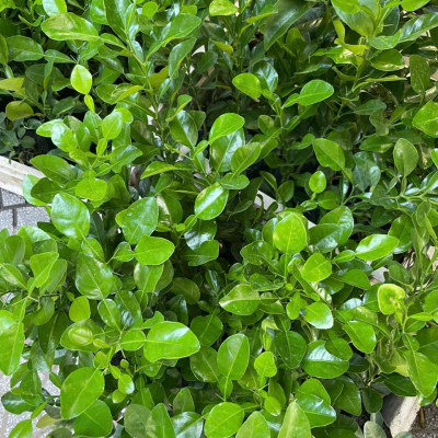 Combo 10 Cây Giống Chúc (Chanh Thái) – Cao Khoảng 20cm – Cây Gia Vị Trồng Vườn hoặc Chậu