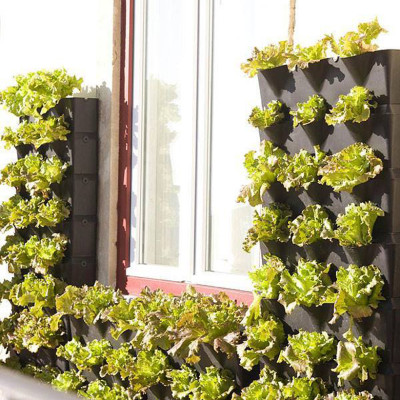 Set 6 Hạt Giống Hữu Cơ Xà Lách Nhập Khẩu Bồ Đào Nha 100% Ogranic, hiệu Minigarden Lettuce - Maravilla De Verano (Túi từ 1.500 - 2.100 hạt) Tỷ lệ nảy mầm cao