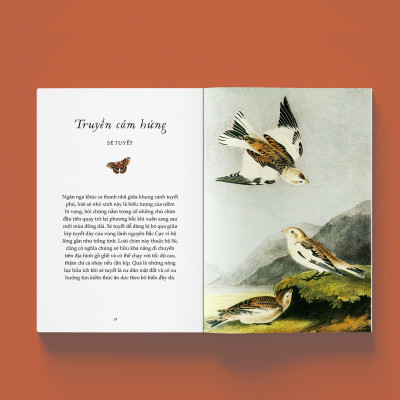 (In màu) SẢI CÁNH NHƯ NHỮNG CHÚ CHIM – Alison Davies – Trang Rose dịch – NXB Kim Đồng