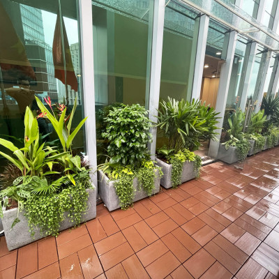 Chậu Đá Mài Cây Xanh Ban Công (Combo trọn gói) size lớn gồm Chậu, cây xanh, đất trồng và phân bón với thời gian bảo hành 2 tháng