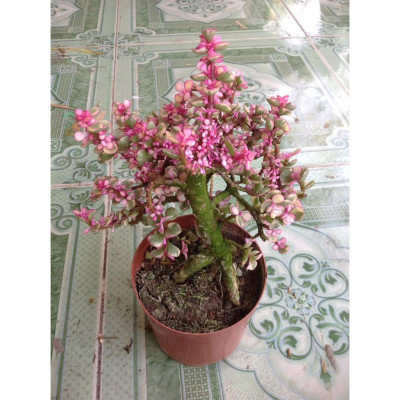 Cây Ngọc Bích - Cây cảnh bonsai để bàn + Tặng phân bón cho cây