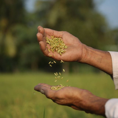 Gạo ST25 Vinaseed Túi 5Kg - Đặc Sản Sóc Trăng, Sản Xuất Từ Vùng Lúa Tôm - Cơm mềm dẻo, vị đậm ngọt, thơm đặc trưng