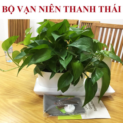 CHẬU TRỒNG CÂY ĐỂ BÀN THÔNG MINH TỰ ĐỘNG TƯỚI BASIC UNO trong 2 tháng