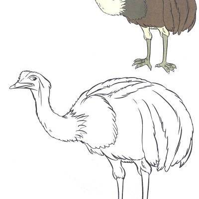 Tô Màu Thật Thú Vị - Các Loài Chim