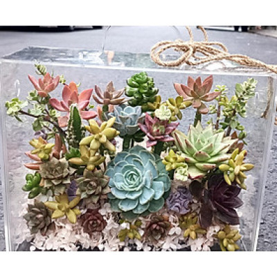 Vali sen đá tươi mari ,quà tặng sinh nhật,kỉ niệm,chúc mừng,