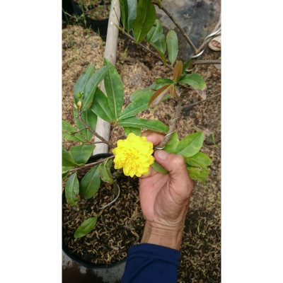 Cây mai vàng cánh cúc 150 cánh - Cây cảnh vườn