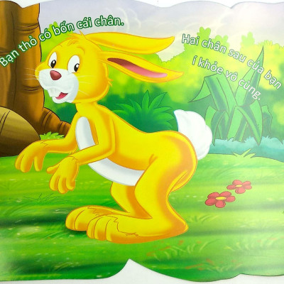 Cùng Bé Yêu Khám Phá Rừng Xanh - Chúng Mình Đã Biết Gì Về Loài Thỏ