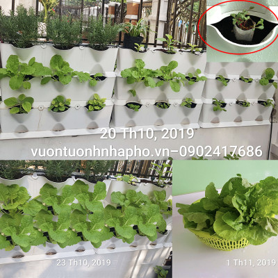 08 Chậu trồng rau thông minh Không thay đất Vertical (Màu Xanh) có tưới nhỏ giọt và bón phân Bán tự động nhập khẩu Bồ Đào Nha ( dành khu vực Không có vòi cấp)