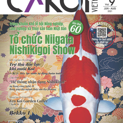 Cá Koi Vietnam - Combo 3 cuốn (Tập 7, 8, 9)