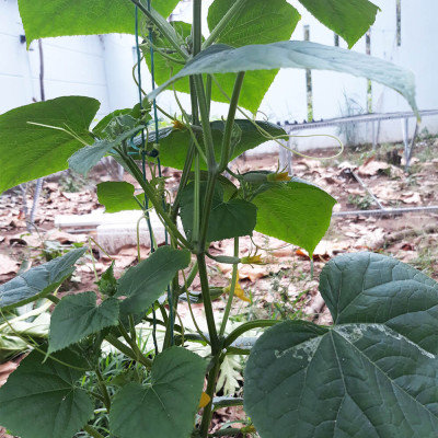 2 SET Trồng Rau Tự Dưỡng cao cấp Nhập Khẩu Bồ Đào Nha Basic dành cho người bận rộn không có thời gian tưới rau hàng ngày 