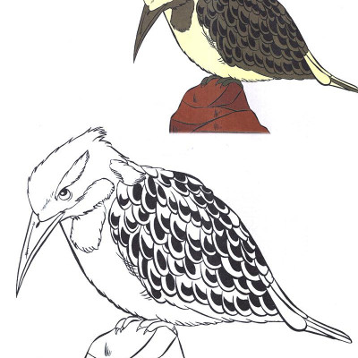 Tô Màu Thật Thú Vị - Các Loài Chim