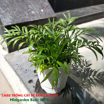 Chậu nhựa trồng cây để bàn cao cấp Minigarden Basic Pot S (Combo 10 chậu) nhập khẩu Châu Âu, Nhựa PP Chống UV, có khả năng tự hút nước và thoát nước giúp cây sống tốt mà không cần chăm sót
