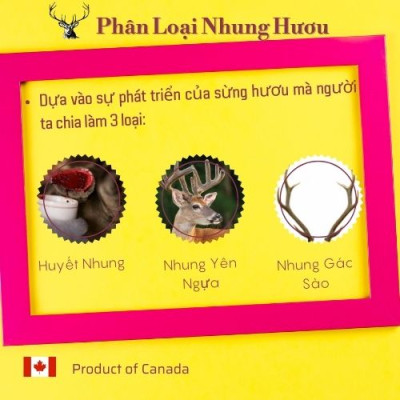 Nhung Hươu Uncle Bill Pure Canadian Elk Hộp 30 Viên, Nhập Khẩu Canada, Từ 75 Phần Nhung Tươi Yên Ngựa Của Loài Hươu Đỏ Sừng Tấm (Cervus Elaphus Canadensis) Mới Tạo Ra 1 Phần Nhung Hươu Tinh Chất, Món Quà Sức Khoẻ