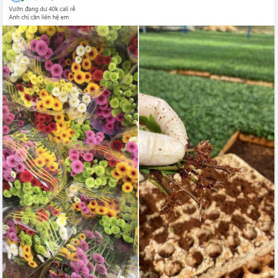 Nhập Khẩu Bột Kích Ra Rễ Israel cho cây thân Thảo, thân Mềm Hormoril 3 và bột kích ra rễ Hormoril T3 (with Fungicide)  có thành phần ngăn ngừa nấm bệnh cho rễ con 