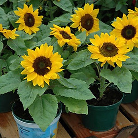Hạt giống hoa Hướng Dương Lùn giống nảy mầm khỏe - hoa to VTS105