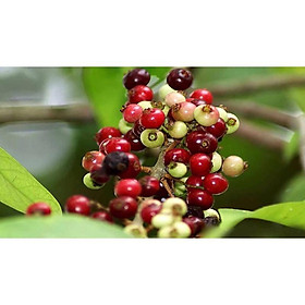 Cây giống sắn thuyền