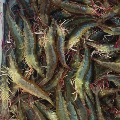 Vi sinh xử lý ao nuôi tôm HEROBAC LITE - Xô 3kg