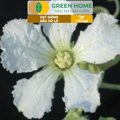 Hạt Giống Bầu Hồ Lô Greenhome, Gói 1g, Dễ Trồng Quanh Năm, Nảy Mầm Cao, Thu Hoạch Nhanh, Năng Suất Cao T11